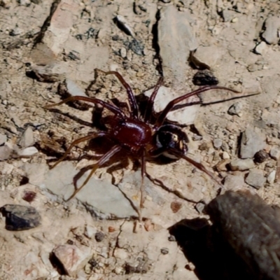 Zodariidae (family) (Ant spider or Spotted ground spider) at Aranda, ACT - 17 Sep 2023 by KorinneM