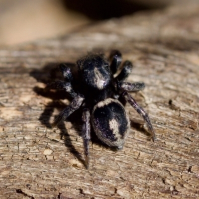 Salpesia sp. (genus) - 1 Jan 1900 by KorinneM