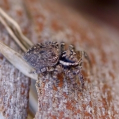 Salticidae (family) at Aranda, ACT - 17 Sep 2023 by KorinneM