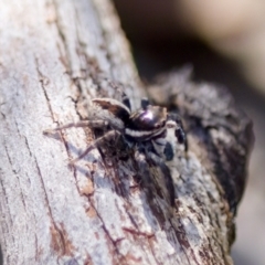 Jotus sp. (genus) - 1 Jan 1900 by KorinneM