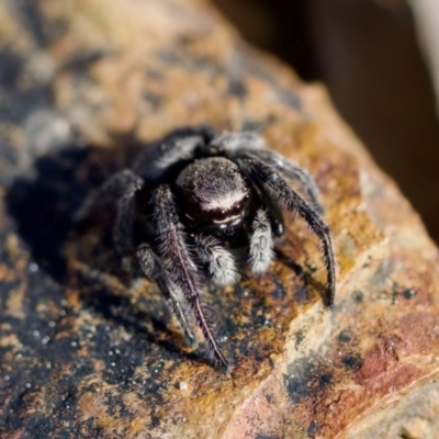 Salticidae (family) at Aranda, ACT - 17 Sep 2023 by KorinneM