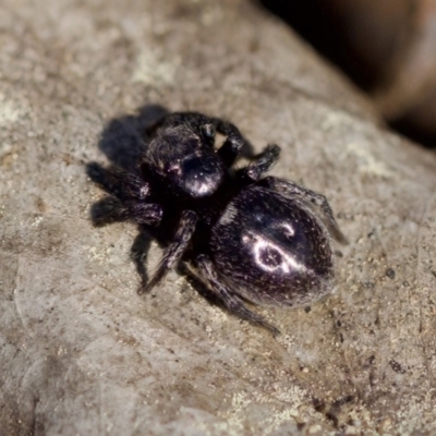 Salticidae (family) at Aranda, ACT - 17 Sep 2023 by KorinneM