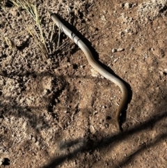 Lialis burtonis (Burton's Snake-lizard) at Strathnairn, ACT - 21 Aug 2024 by Rebeccaryanactgov