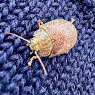 Paropsis atomaria (Eucalyptus leaf beetle) at Colinton, NSW - 21 Aug 2024 by KMcCue