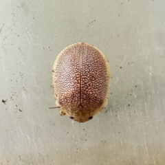 Paropsis atomaria at Colinton, NSW - 21 Aug 2024