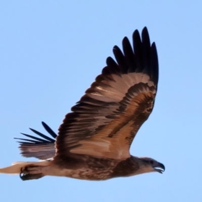 Haliaeetus leucogaster (White-bellied Sea-Eagle) at Houtman Abrolhos, WA - 18 Apr 2024 by jb2602