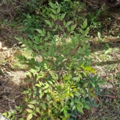 Nandina domestica (Sacred Bamboo) at Isaacs, ACT - 22 Aug 2024 by Mike