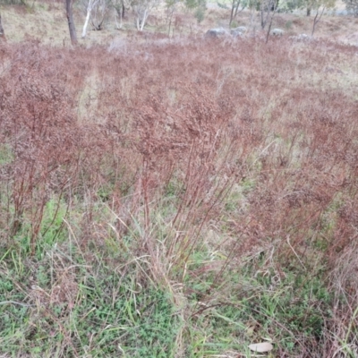 Hypericum perforatum (St John's Wort) at Chapman, ACT - 19 Aug 2024 by Mike