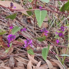 Hardenbergia violacea (False Sarsaparilla) at Kambah, ACT - 19 Aug 2024 by Mike