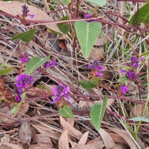 Hardenbergia violacea at Kambah, ACT - 19 Aug 2024 04:44 PM