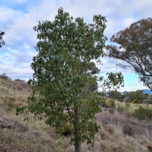 Brachychiton populneus subsp. populneus at Kambah, ACT - 19 Aug 2024