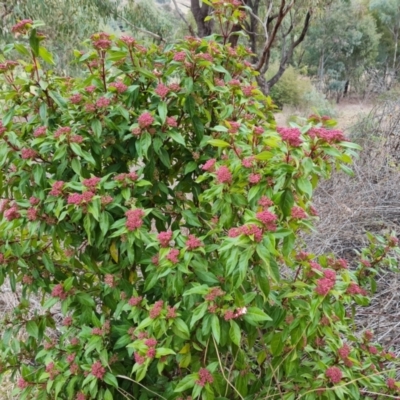 Viburnum tinus (Laurustinus) at Kambah, ACT - 19 Aug 2024 by Mike