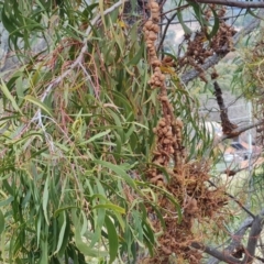 Uromycladium sp. (A gall forming rust fungus) at Kambah, ACT - 19 Aug 2024 by Mike