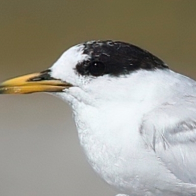 Sternula nereis (Fairy Tern) at Houtman Abrolhos, WA - 18 Apr 2024 by jb2602