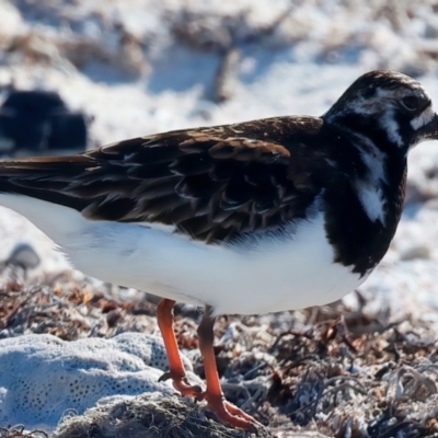 Arenaria interpres (Ruddy Turnstone) at Houtman Abrolhos, WA - 18 Apr 2024 by jb2602