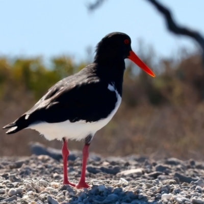 Haematopus longirostris (Australian Pied Oystercatcher) at Houtman Abrolhos, WA - 18 Apr 2024 by jb2602