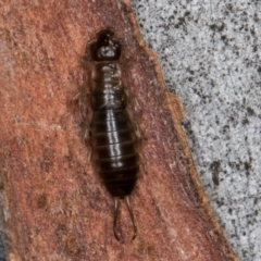 Forficula auricularia at Melba, ACT - 21 Aug 2024