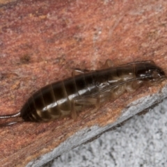 Forficula auricularia at Melba, ACT - 21 Aug 2024 01:29 PM