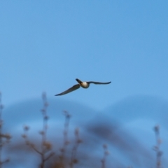 Falco cenchroides (Nankeen Kestrel) at Wallaroo, NSW - 22 Aug 2024 by Jek