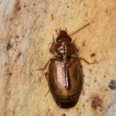 Agonocheila sp. (genus) (A ground beetle) at Melba, ACT - 21 Aug 2024 by kasiaaus