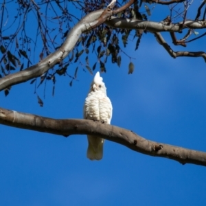 Cacatua sanguinea at Wallaroo, NSW - 22 Aug 2024 09:24 AM