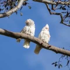 Cacatua sanguinea at Wallaroo, NSW - 22 Aug 2024 09:24 AM