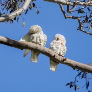 Cacatua sanguinea at Wallaroo, NSW - 22 Aug 2024 09:24 AM