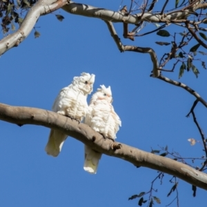 Cacatua sanguinea at Wallaroo, NSW - 22 Aug 2024 09:24 AM