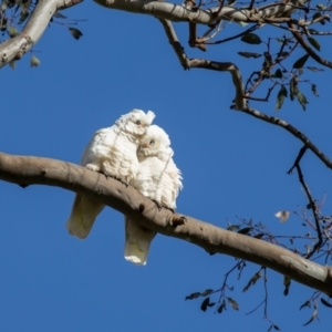 Cacatua sanguinea at Wallaroo, NSW - 22 Aug 2024 09:24 AM