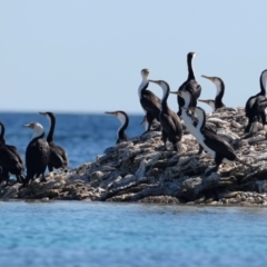 Phalacrocorax varius (Pied Cormorant) at Houtman Abrolhos, WA - 18 Apr 2024 by jb2602