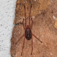 Rainbowia sp. (genus) at Melba, ACT - 21 Aug 2024 02:03 PM