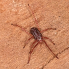 Rainbowia sp. (genus) at Melba, ACT - 21 Aug 2024 02:03 PM