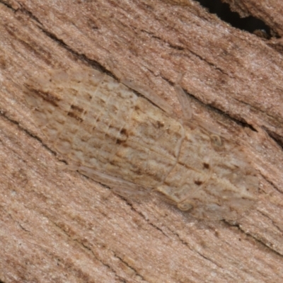 Ledromorpha planirostris (A leafhopper) at Melba, ACT - 21 Aug 2024 by kasiaaus