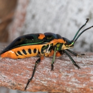 Scutiphora pedicellata at Melba, ACT - 21 Aug 2024