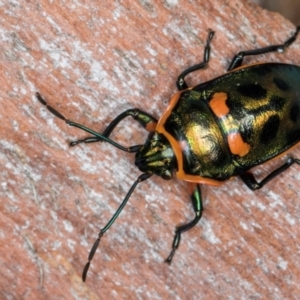 Scutiphora pedicellata at Melba, ACT - 21 Aug 2024