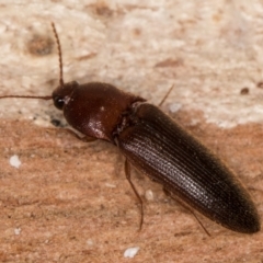 Elateridae (family) (Unidentified click beetle) at Melba, ACT - 21 Aug 2024 by kasiaaus