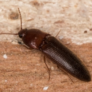 Elateridae sp. (family) at Melba, ACT - 21 Aug 2024 02:18 PM