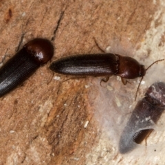 Elateridae sp. (family) at Melba, ACT - 21 Aug 2024 02:18 PM