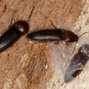 Elateridae sp. (family) at Melba, ACT - 21 Aug 2024 02:18 PM