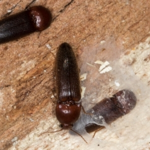 Elateridae sp. (family) at Melba, ACT - 21 Aug 2024 02:18 PM