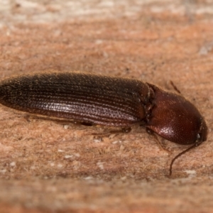 Elateridae sp. (family) at Melba, ACT - 21 Aug 2024 02:18 PM