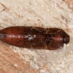 Elateridae sp. (family) at Melba, ACT - 21 Aug 2024 02:18 PM