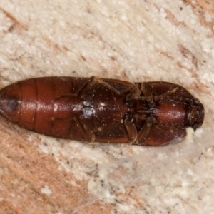 Elateridae sp. (family) at Melba, ACT - 21 Aug 2024 02:18 PM