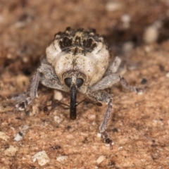 Gerynassa nodulosa (Weevil) at Melba, ACT - 21 Aug 2024 by kasiaaus