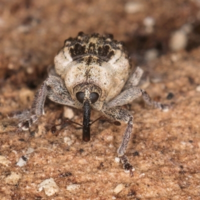 Gerynassa nodulosa (Weevil) at Melba, ACT - 21 Aug 2024 by kasiaaus