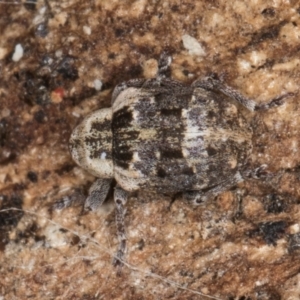 Gerynassa nodulosa at Melba, ACT - 21 Aug 2024