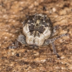 Gerynassa nodulosa at Melba, ACT - 21 Aug 2024