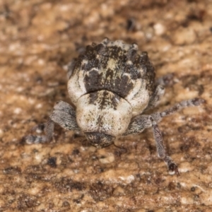 Gerynassa nodulosa at Melba, ACT - 21 Aug 2024