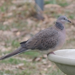 Spilopelia chinensis (Spotted Dove) at Conder, ACT - 5 May 2024 by MichaelBedingfield