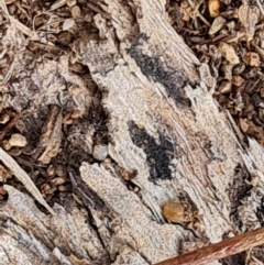 Papyrius sp. (genus) (A Coconut Ant) at Isaacs, ACT - 21 Aug 2024 by Mike